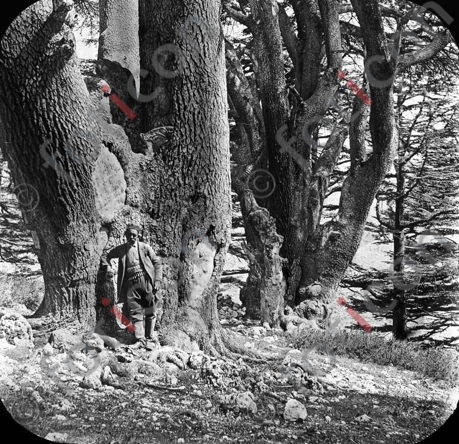 Alte Bäume in Palästina | Old trees in Palestine (foticon-simon-heiligesland-54-079-sw.jpg)